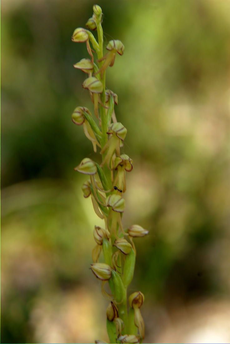 Orchidee nel pisano